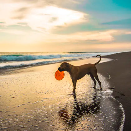 Dog with an orange ball on the beach in evening light