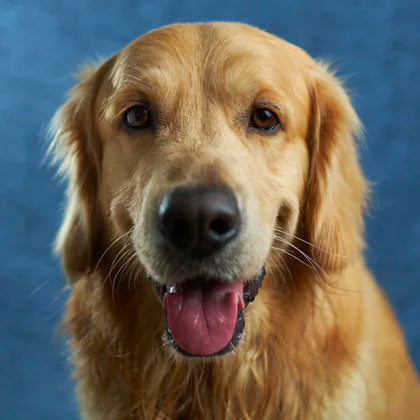 Portrait of a golden retriever against a blue background