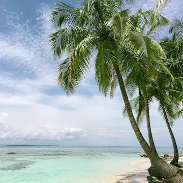 Palm trees on a beach with a turquoise sea