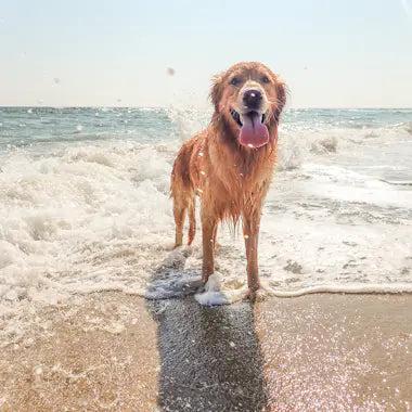 Golden retriever standing in the surf on a beach