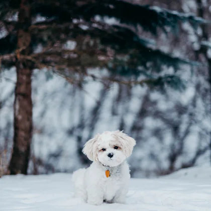 Small white dog in the snow