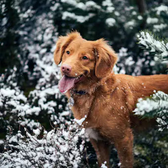 Brown dog among snow-covered branches