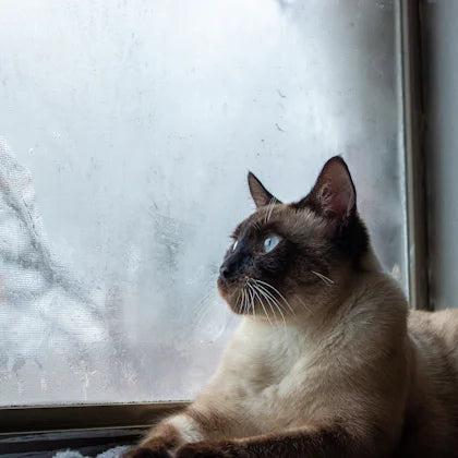 Cat looking out of a window