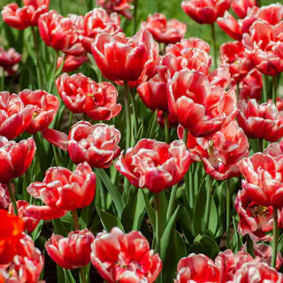 Red tulips