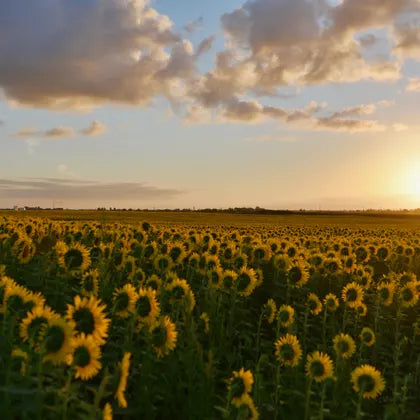 Sunflower field at sunset