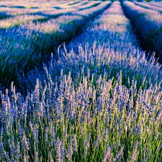 Lavender field