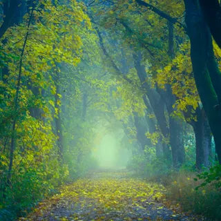 Forest path in mist with autumn leaves